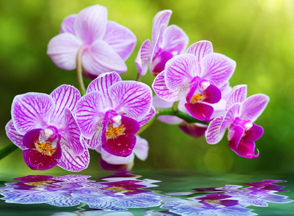 Холст с красками по номерам 22х30 см. Розовые орхидеи  (Арт. HS318)